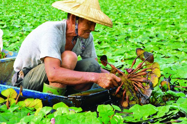 ▲農人採菱角的景致。　圖：交通部觀光局西拉雅國家風景區管理處／提供