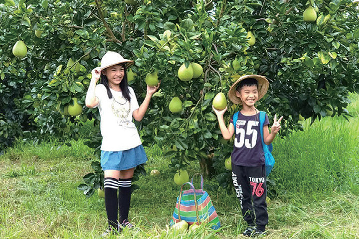 ▲體驗採摘知名的鶴岡文旦。　圖：花蓮縣政府／提供