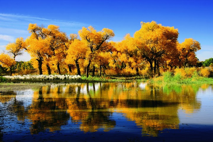 大陸的秋天可以欣賞到珍貴的胡楊林景色。　圖：海旅會／提供