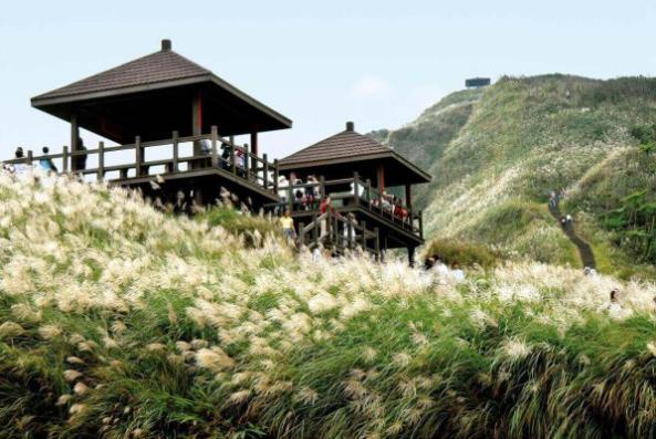 ▲草嶺古道的芒花正盛開。　圖：東北角暨宜蘭海岸國家風景區管理處／提供