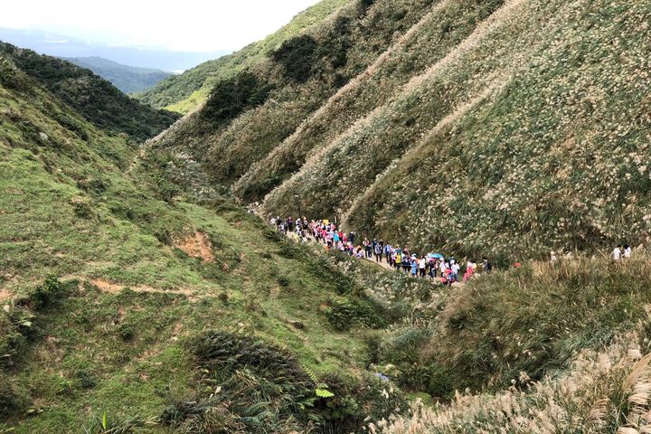 微秋慢旅行 東北角草嶺古道賞芒花、泡好湯