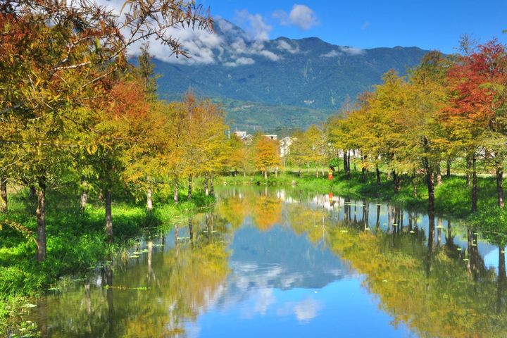 大片落羽松美景，限定吸睛45天。　圖：花蓮理想大地渡假飯店／提供