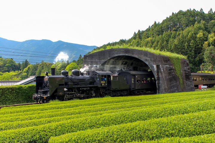 大井川鐵道SL蒸氣火車穿梭茶園。　圖：台灣人の1人靜岡案內所／提供