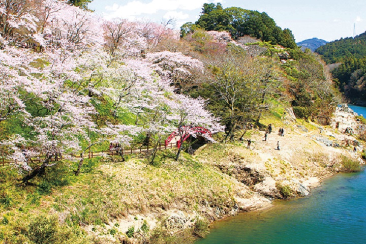 ▲櫻淵公園是在地著名的賞櫻勝地。　圖：愛知縣東三河總局／提供