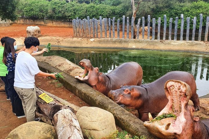 全台獨有「河馬互動體驗」，吸引喜愛動物的大小朋友。　圖：六福村主題遊樂園／提供 