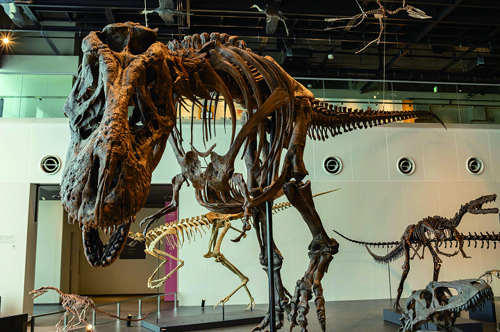 世界最大的霸王龍全身骨骼複製品，高度達13公尺。　圖：長崎市恐龍博物館／提供