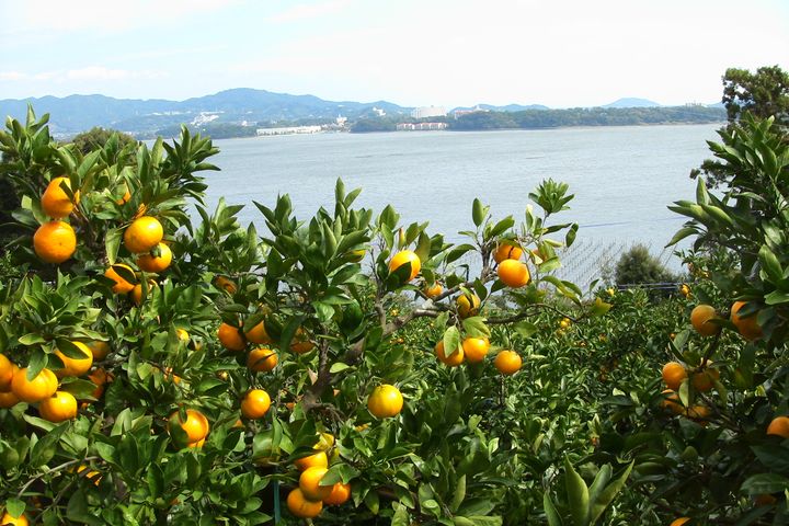 三日町橘子園漫山遍野，可謂名副其實的「橘子小鎮」。　圖：濱松・濱名湖TB／提供