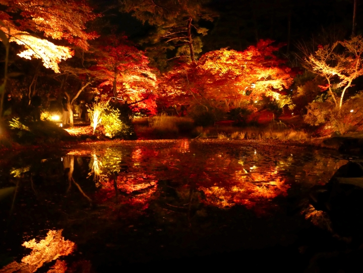 ▲在燈光照耀下，池面倒映著大片火紅的夜楓，如夢似幻。　圖：日本旅行情報局／提供
