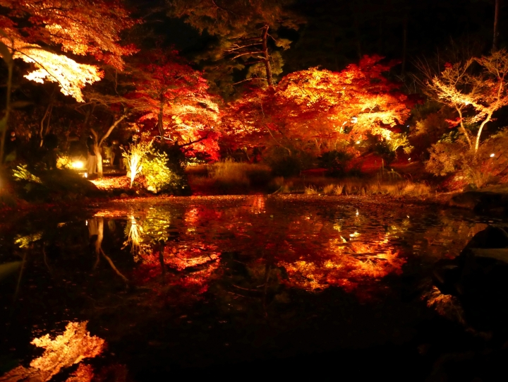 ▲在燈光照耀下，池面倒映著大片火紅的夜楓，如夢似幻。　圖：日本旅行情報局／提供