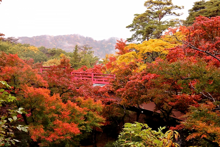 彌彥公園的紅葉期落在10月下旬～11月中旬。　圖：日本旅行情報局／提供