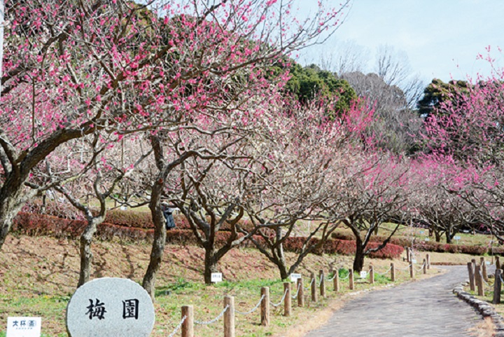 ▲赤塚山公園。　圖：愛知縣東三河總局／提供