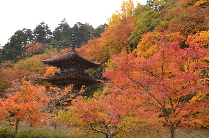 ▲金剛院。　圖：京都府／提供