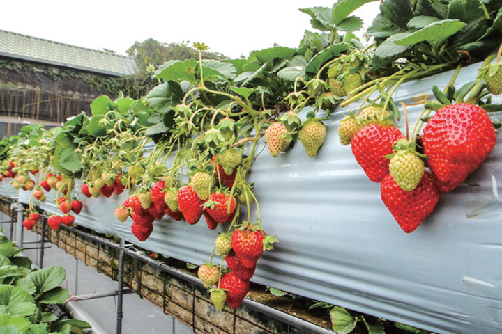 ▲大湖鄉有「草莓王國」之稱，產季至每年11月至隔年4月，產量豐富、品質穩定，深受旅客喜愛。　圖：苗栗縣政府／提供