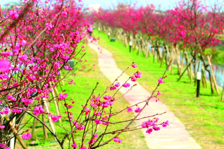 ▲羅莊櫻花步道長約2公里，共種植了上千株的櫻花，墨染櫻、八重櫻、香櫻、山櫻花等多元品種，搭配一旁水圳、稻田的景致，成功吸引旅客目光。　圖：羅東鎮公所／提供