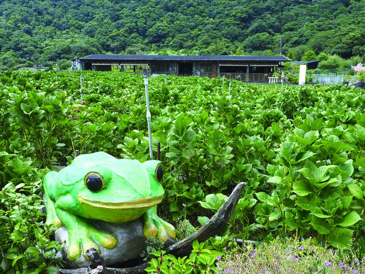 ▲竹子湖賞霧、花卉農田體驗。　圖：農遊超市／提供