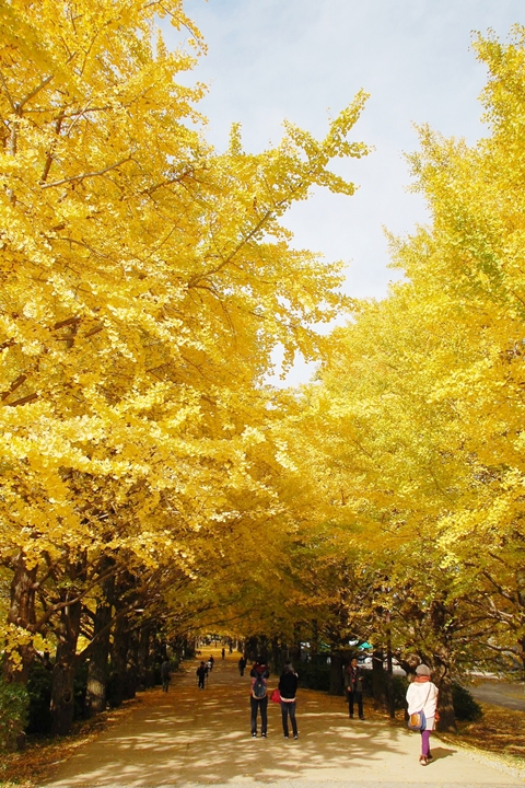 ▲銀杏並木與落葉地毯形成夢幻金黃色隧道。　圖：うみなりさん／來源
