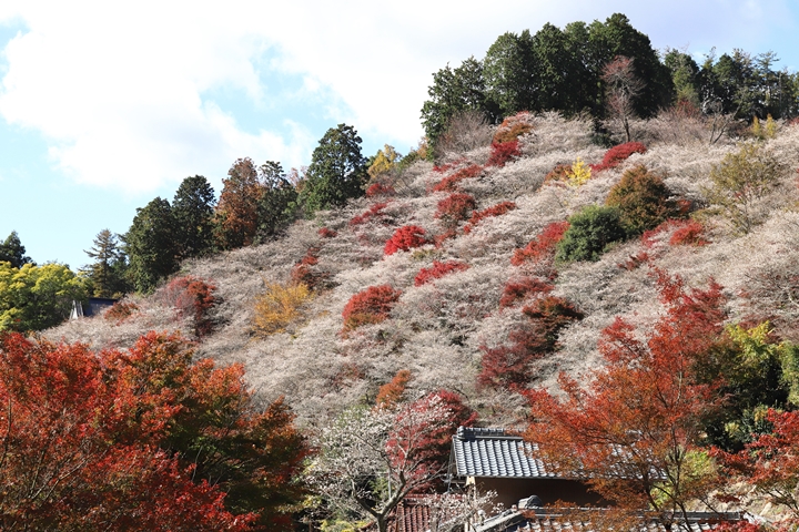 ▲小原四季櫻與紅葉相互爭豔，繽紛景致相當美麗。　圖：ZenGOさん／來源