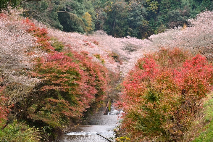 櫻花紅葉一起賞？日本愛知小原四季櫻祭正開跑