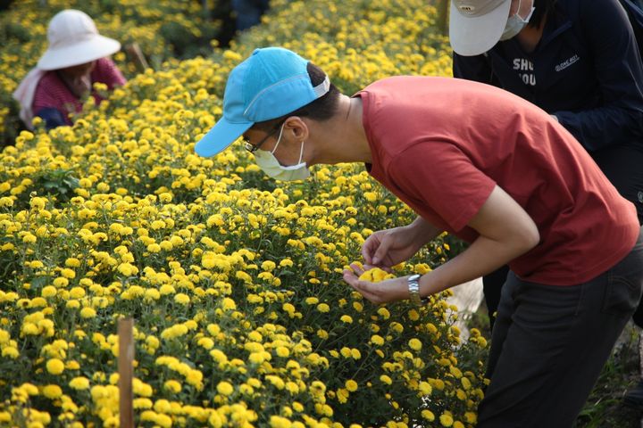 苗栗銅鑼杭菊小旅行 一日採花體驗