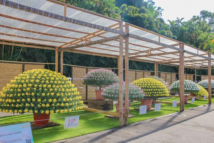 大立菊是每年菊展賞花重點之一。　圖：臺北市政府工務局／提供 