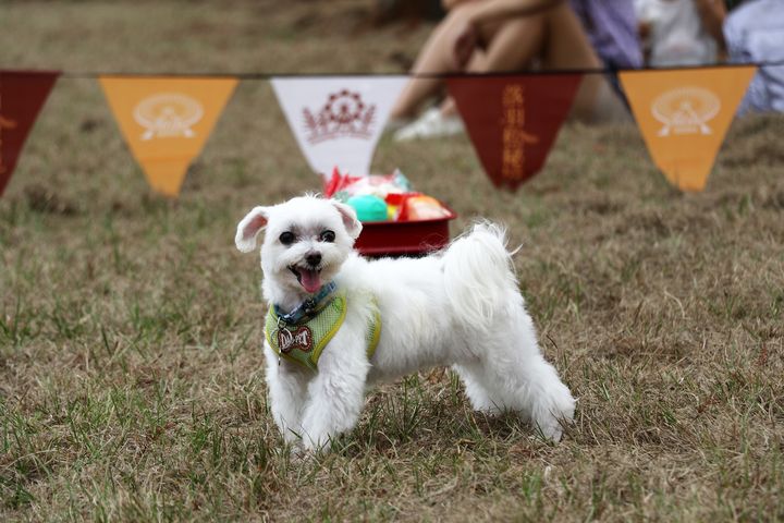 ▲「金狗盃」狗狗聖誕趣味競賽，討好毛小孩。　圖：麗寶樂園渡假區／提供