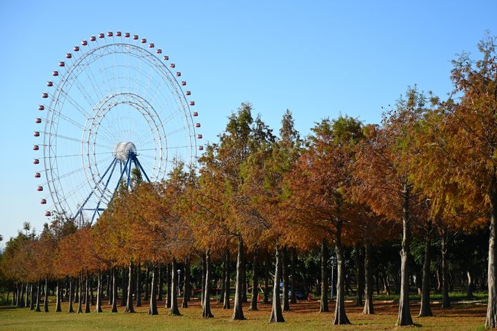 近千棵落羽松、綿延一公里長，搭配摩天輪形成夢幻仙境美景。　圖：麗寶樂園渡假區／提供 