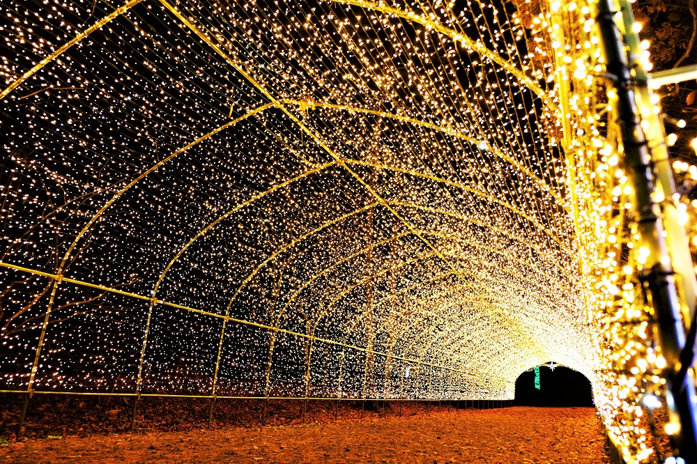 ▲以香檳金呈現的小景農場光之隧道。　圖：小岩井農場／提供