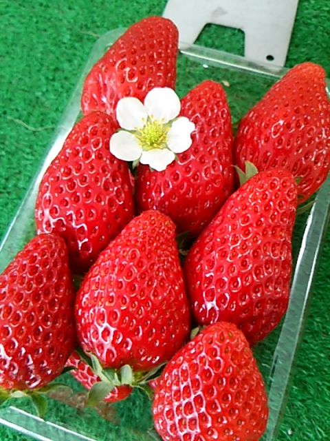 ▲靜岡知名的章姬草莓又大又甜。　圖：濱松濱名湖觀光局／提供