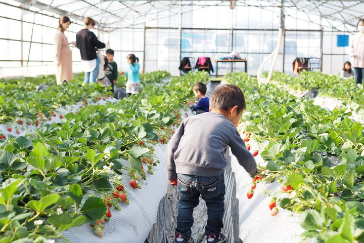 ▲草莓觀光果園體驗採果樂。　圖：濱松濱名湖觀光局／提供
