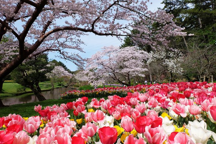 ▲濱松花卉公園3月中旬至4月中旬可賞櫻花、鬱金香。　圖：濱松濱名湖觀光局／提供