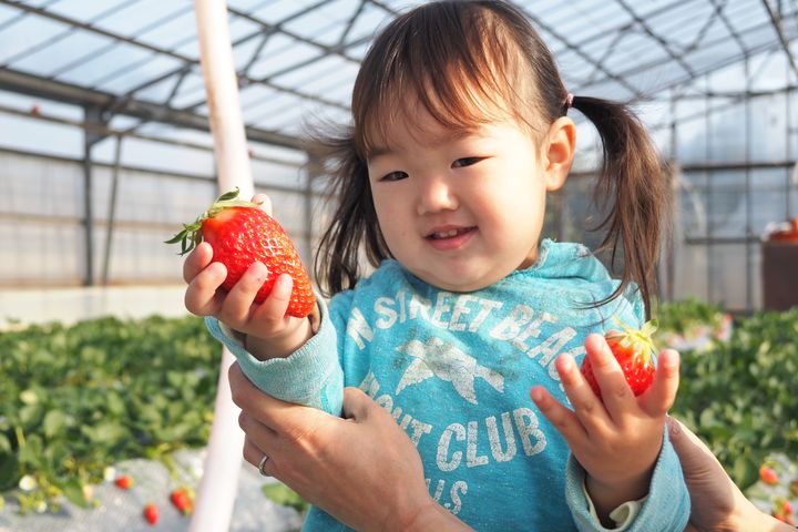 濱名湖周邊林立許多草莓觀光果園。　圖：濱松濱名湖觀光局／提供
