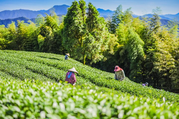 ▲台灣茶園風景優美，各款好茶是絕佳伴手禮。　圖：shutterstock／來源