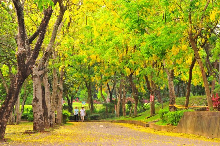 ▲阿勃勒景緻。　圖：臺南市政府觀光旅遊局／提供