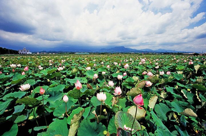 ▲白河蓮花。　圖：臺南市政府觀光旅遊局／提供