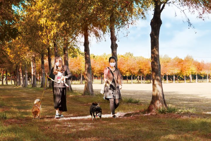 ▲落羽松祕境綿延1.6公里，適合帶毛小孩一起體驗。　圖：麗寶樂園渡假區／提供