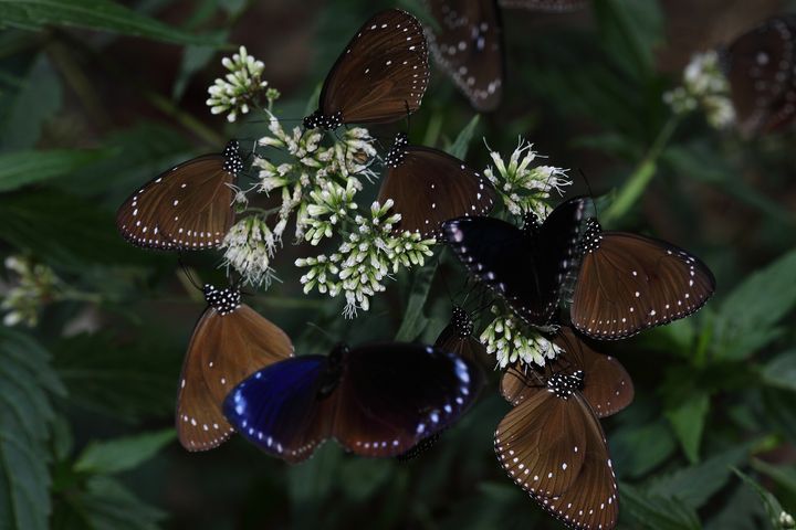 2021-2022高雄茂林雙年賞蝶季，歡迎一起來賞蝶。　圖：茂林國家風景區管理處／提供
