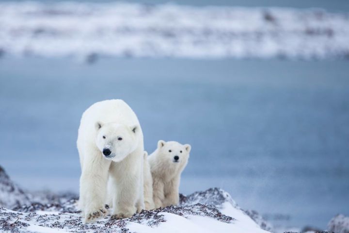 ▲加拿大冬季自然體驗-北極熊。　圖：加拿大旅遊局／提供