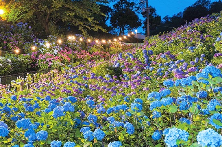 ▲繡球花的故鄉。　圖：愛知縣東三河總局／提供