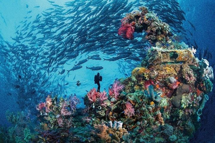 菲律賓海底世界的精彩不輸陸地，眾多潛點各具特色成為全球潛客鍾情的夢幻天堂。　圖：菲律賓觀光部／提供