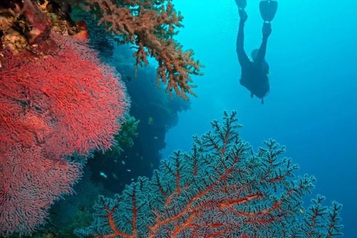 ▲圖巴塔哈群礁海洋公園園區境內三分之二被360多種珊瑚覆蓋。　圖：菲律賓觀光部／提供