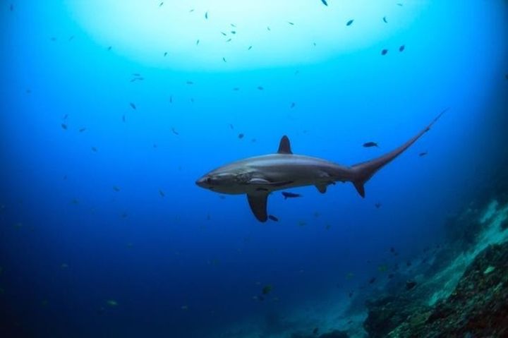▲長尾鯊優雅迷人的姿態，吸引世界各地的潛水愛好者不遠千里而來。　圖：菲律賓觀光部／提供