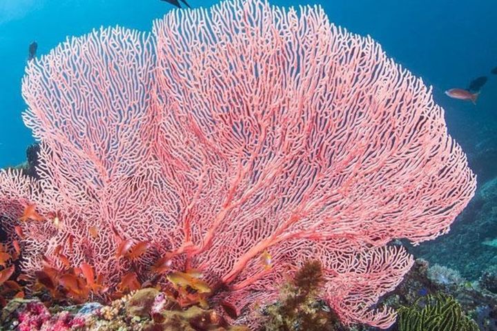 ▲位在八打雁省的阿尼洛距離馬尼拉僅2小時車程，是菲律賓最容易到達的潛水目的地一，壯麗的珊瑚礁群就像進入海底童話世界般。　圖：菲律賓觀光部／提供