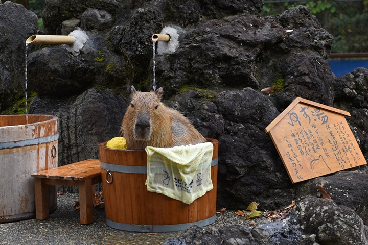 ▲不愛大眾池？放心，埼玉縣兒童動物自然公園也有準備個人湯屋喔！　圖：恵藤さん／來源