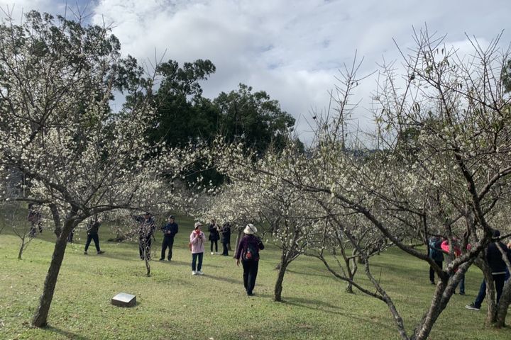 ▲角板山行館梅園為北台灣最大的梅園之一。　圖：桃園市政府風景區管理處／提供