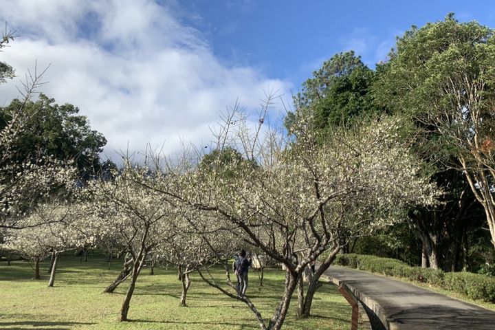 角板山行館梅園迎來最佳賞梅時機。　圖：桃園市政府風景區管理處／提供 