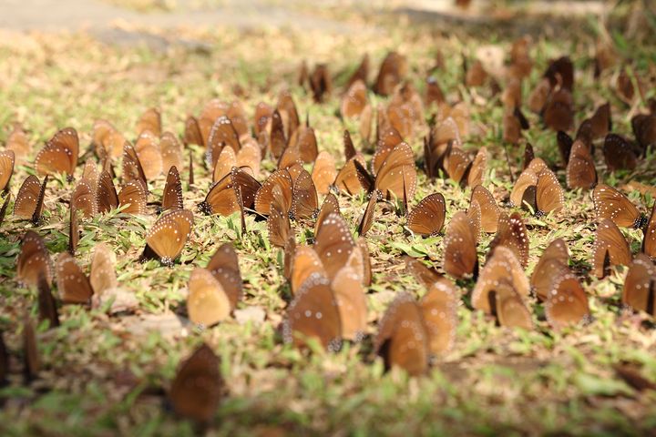 ▲冬季至茂林賞紫斑蝶。　圖：茂林國家風景區管理處／提供