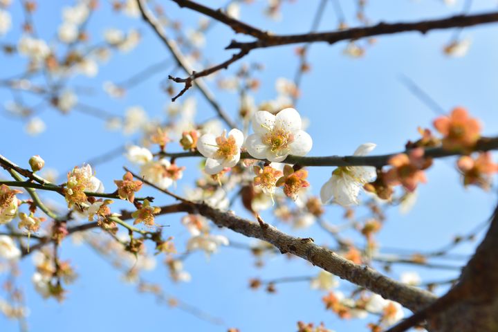 ▲角板山梅花季開跑，跨年假期正是賞梅好機會。　圖：桃園市政府觀光旅遊局／提供