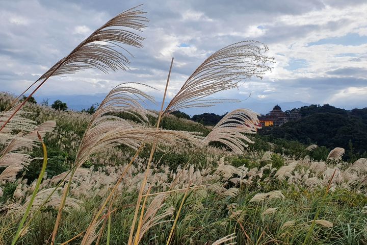 ▲三角埔頂山的芒花景觀。　圖：新北市政府觀光旅遊局／提供