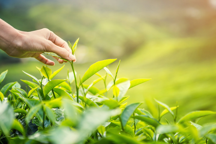 在天地山水之間來趟與茶的對話