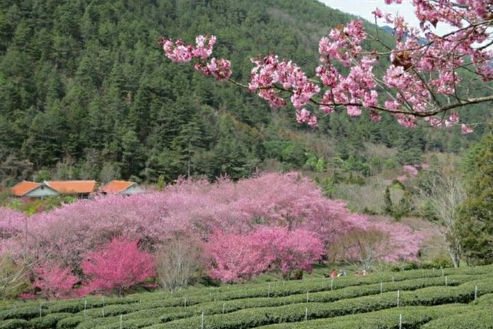 春日最美風景之一 武陵櫻花。　圖：中華綠生活休閒發展協會／提供 